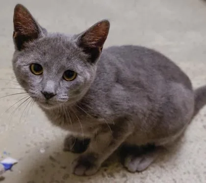 A baby small-sized male Domestic Short Hair cat named The Professor for adoption in Baraboo, WI