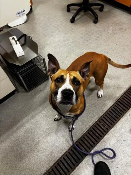 Carmel Candy thumbnail 2