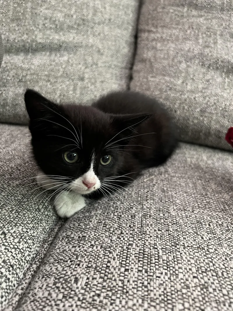A baby medium-sized male Black Domestic Short Hair cat named Daybreak for adoption in Fruit Heights, UT