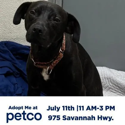 An adult medium-sized female American Staffordshire Terrier dog named A Mable for adoption in North Charleston, SC
