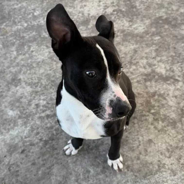 Furcules thumbnail 2