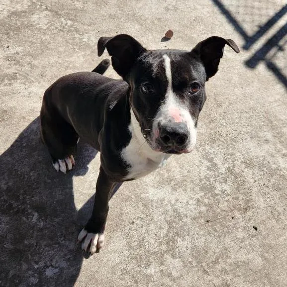 Furcules thumbnail 3