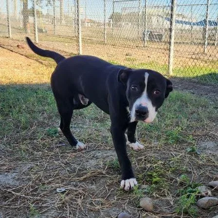 Furcules thumbnail 4