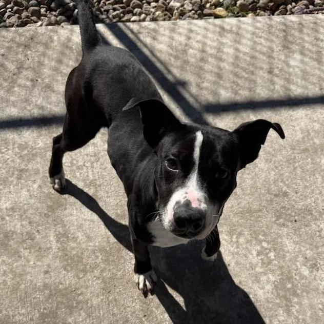 Furcules thumbnail 5