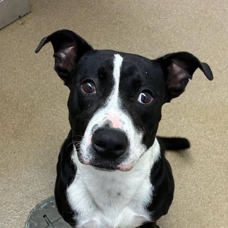 Furcules thumbnail 6