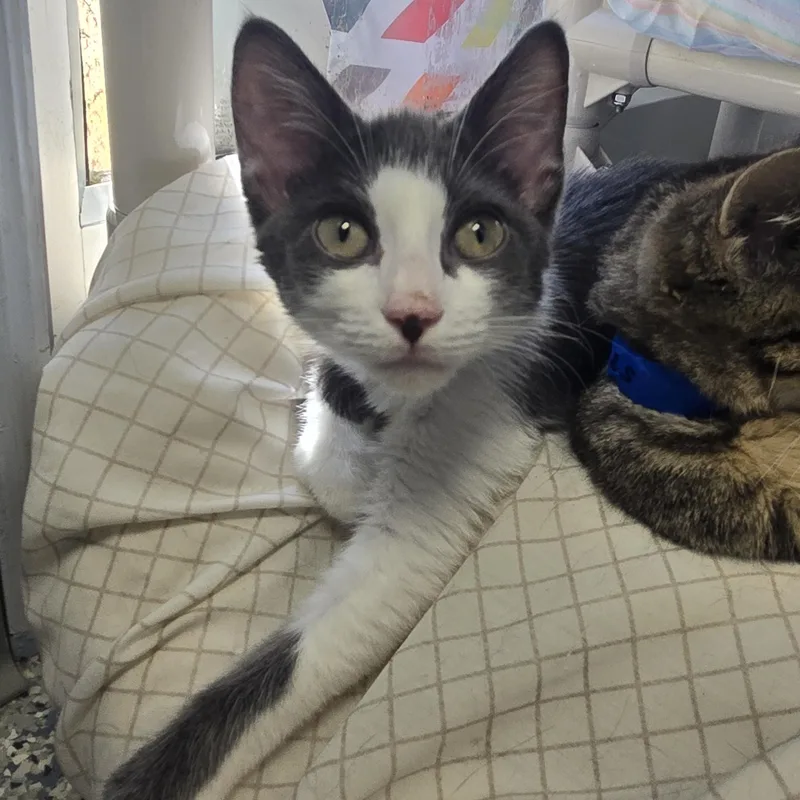 A baby medium-sized male Gray & White Domestic Short Hair cat named Bumble for adoption in Farmington, MO