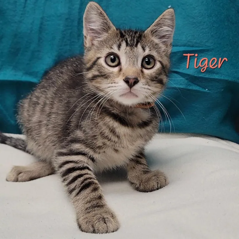 A baby small-sized male Domestic Short Hair cat named Tiger for adoption in Parkersburg, WV