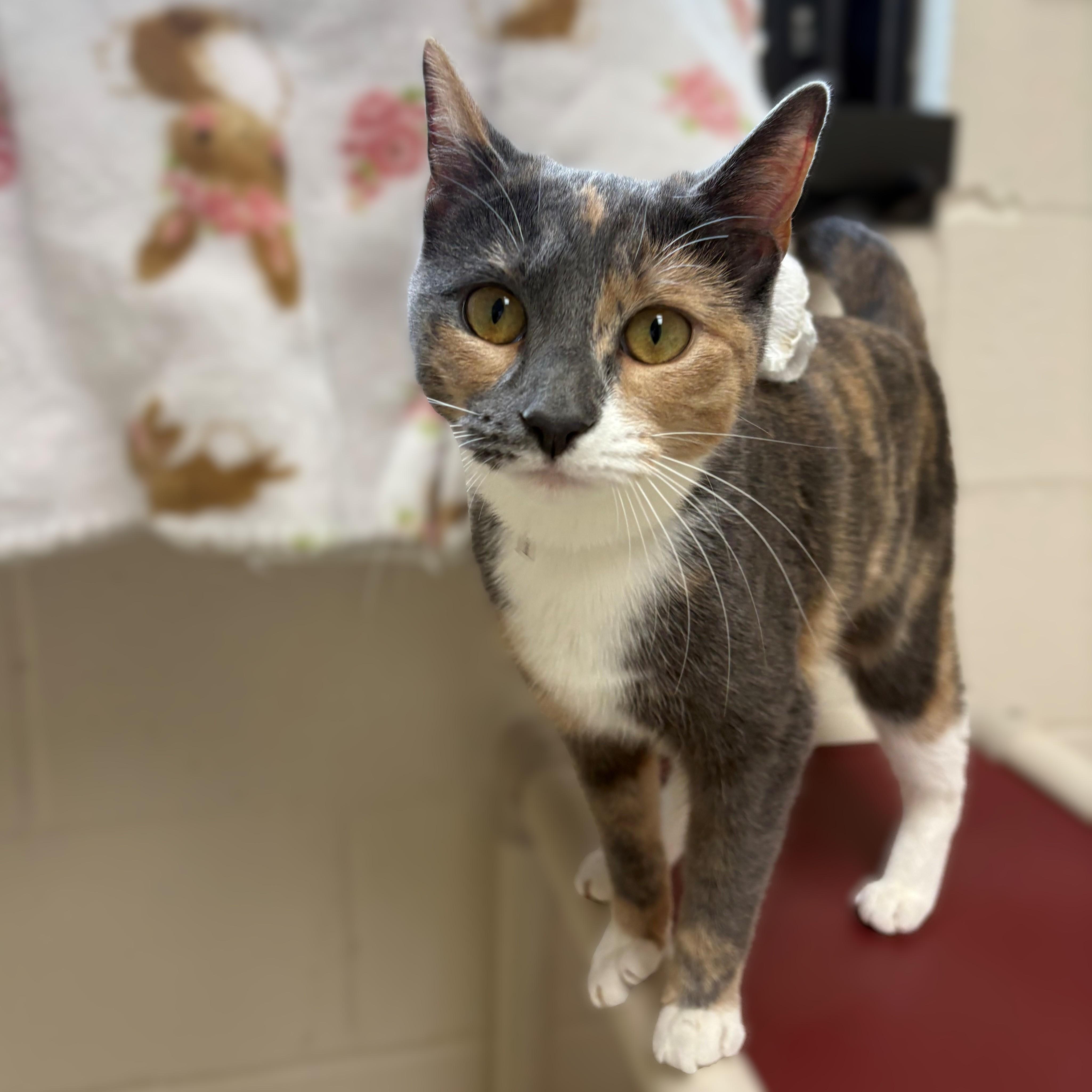 A young small-sized female Dilute Tortoiseshell Domestic Short Hair cat named Christa for adoption in Columbia, MD