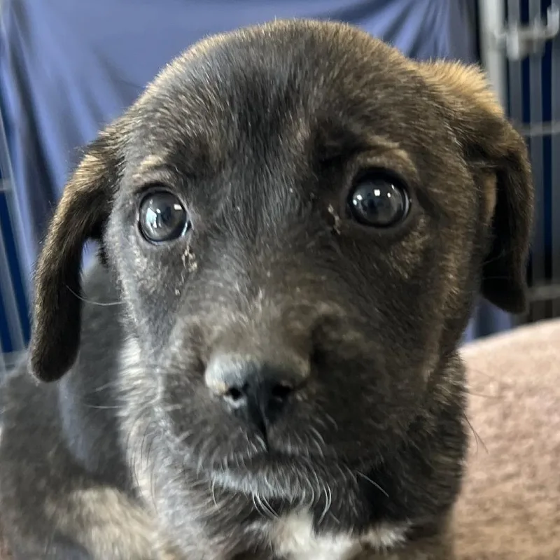 A baby small-sized female Yellow / Tan / Blond / Fawn Mixed Breed dog named 106699 for adoption in Las Cruces, NM