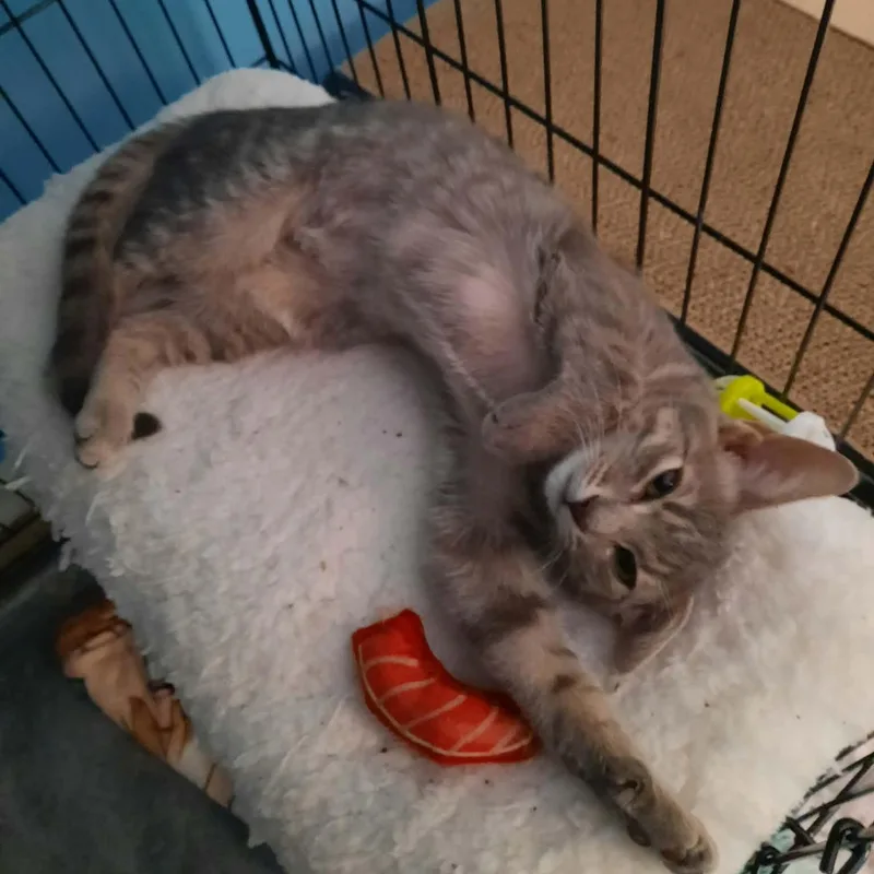 A baby medium-sized female Tabby (Gray / Blue / Silver) Domestic Short Hair cat named Rosetta for adoption in Shippenville, PA