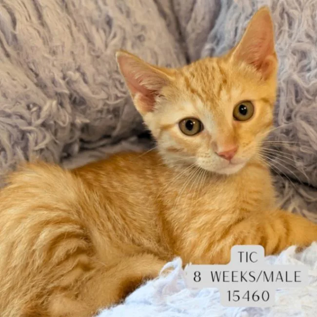 A young medium-sized male Tabby (Orange / Red) Domestic Short Hair cat named Tic for adoption in Supply, NC