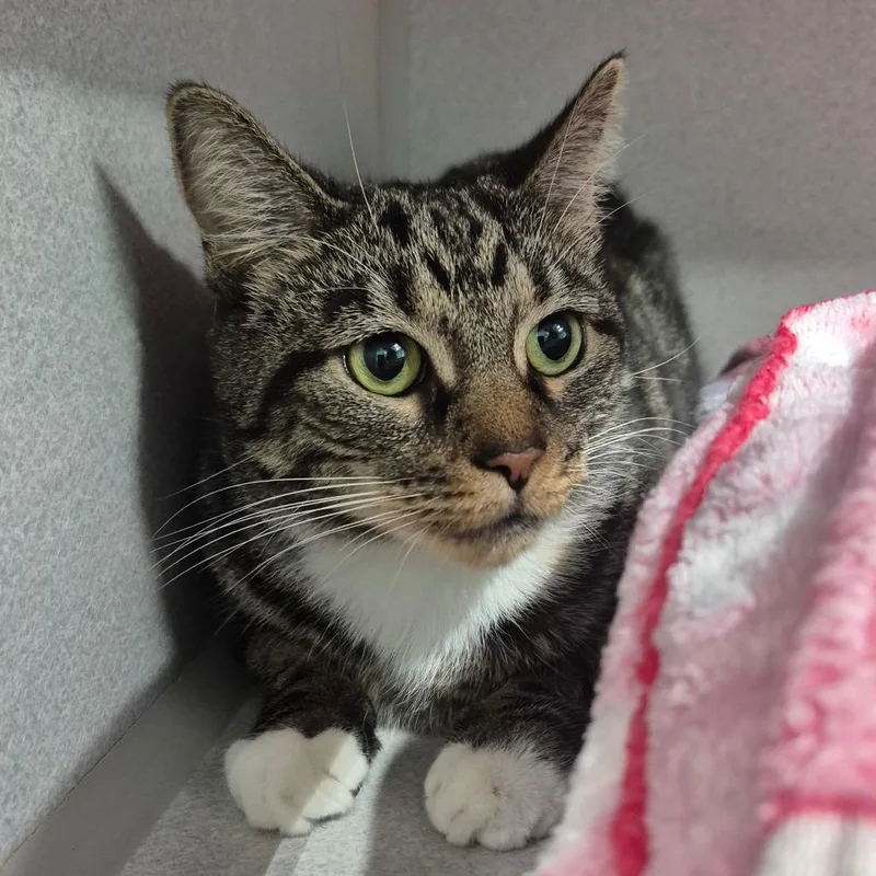 An adult medium-sized female Gray / Blue / Silver Domestic Short Hair cat named Luma for adoption in Newark, NJ