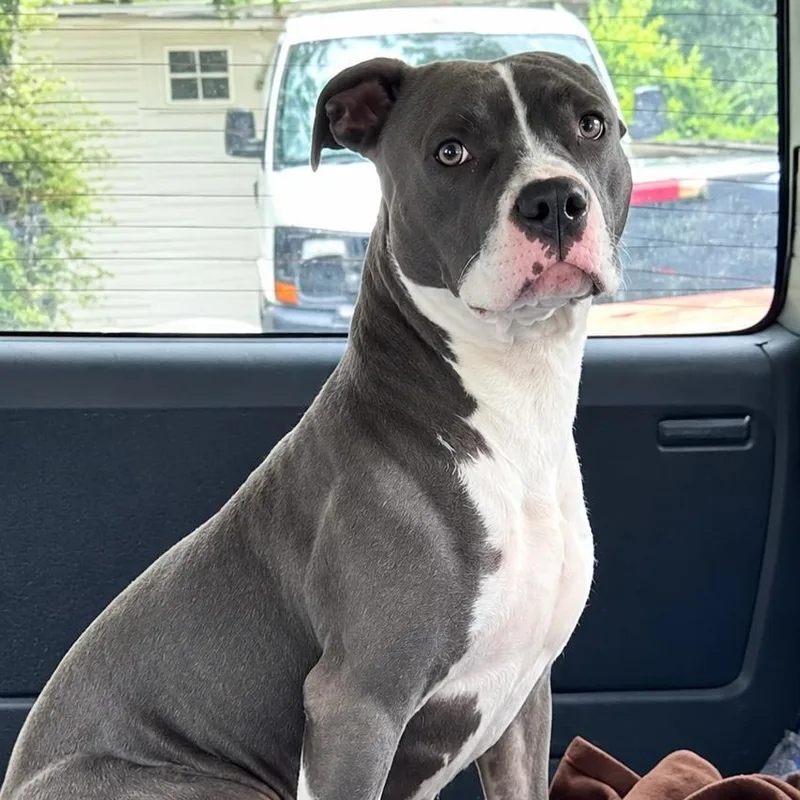 A young medium-sized female Gray / Blue / Silver American Staffordshire Terrier dog named Dove for adoption in Cumberland, RI