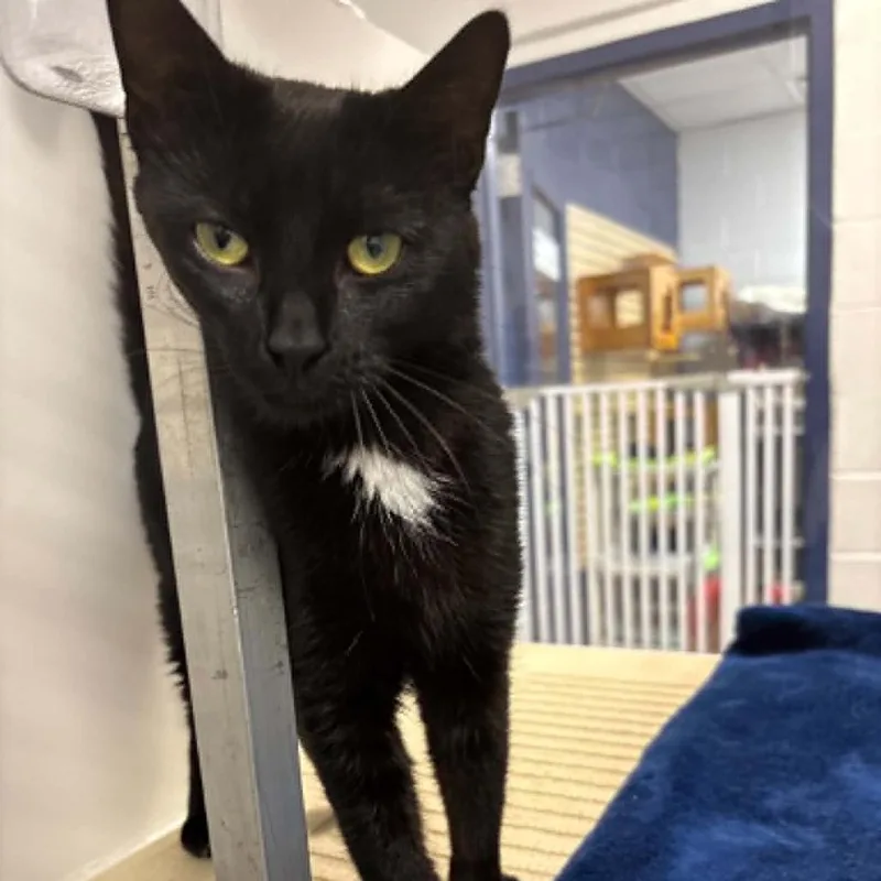 A baby medium-sized female Black Domestic Short Hair cat named Beach for adoption in Hampton Bays, NY