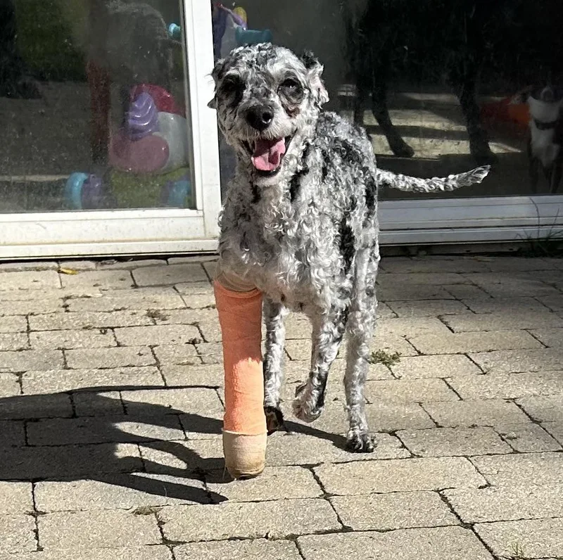 A young small-sized male Merle (Blue) Poodle dog named Hotdog for adoption in Ontario, NY