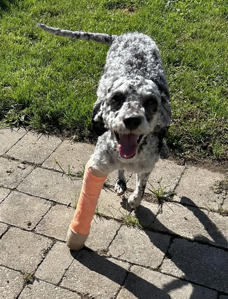 Hotdog thumbnail 3