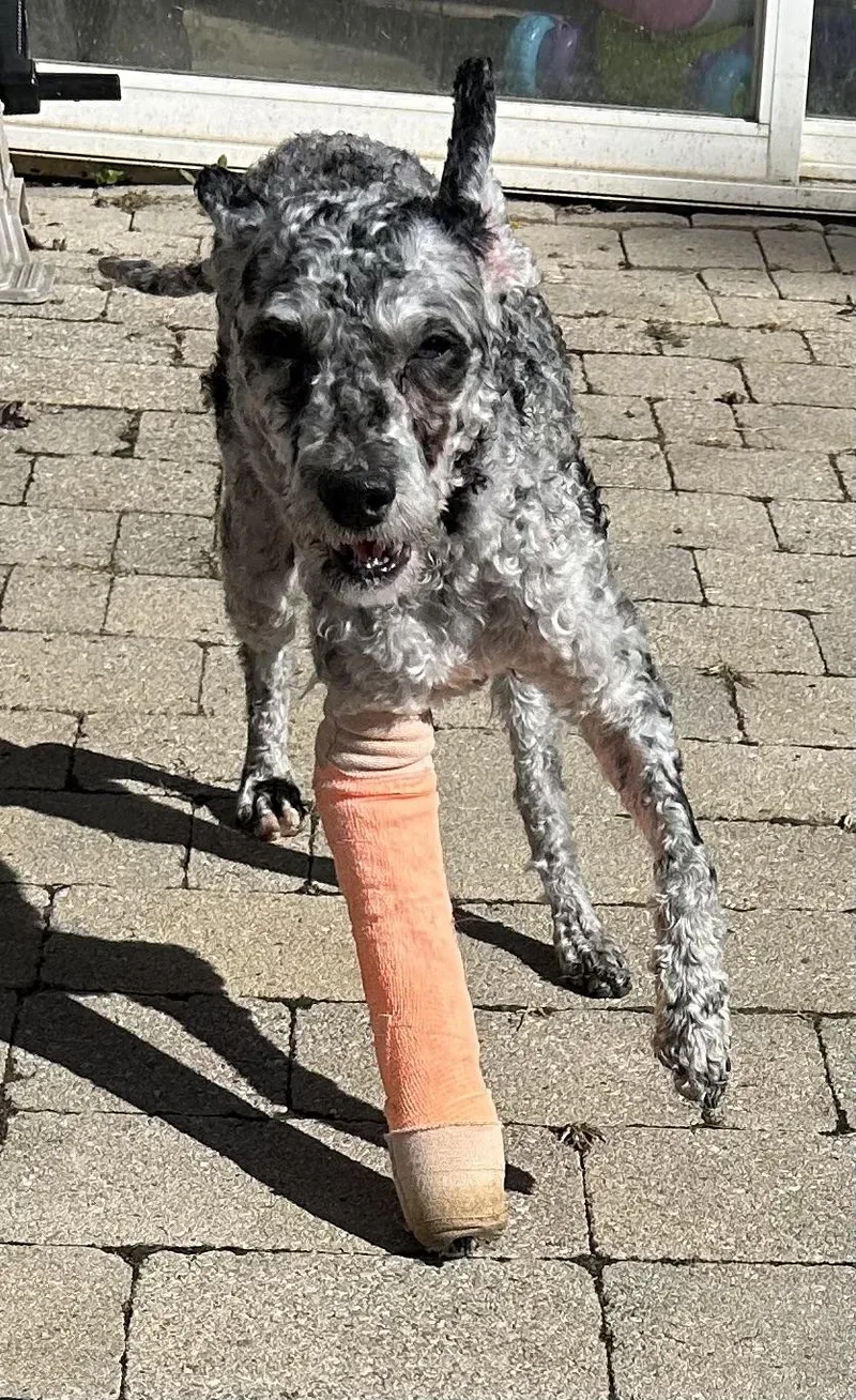 Hotdog thumbnail 4