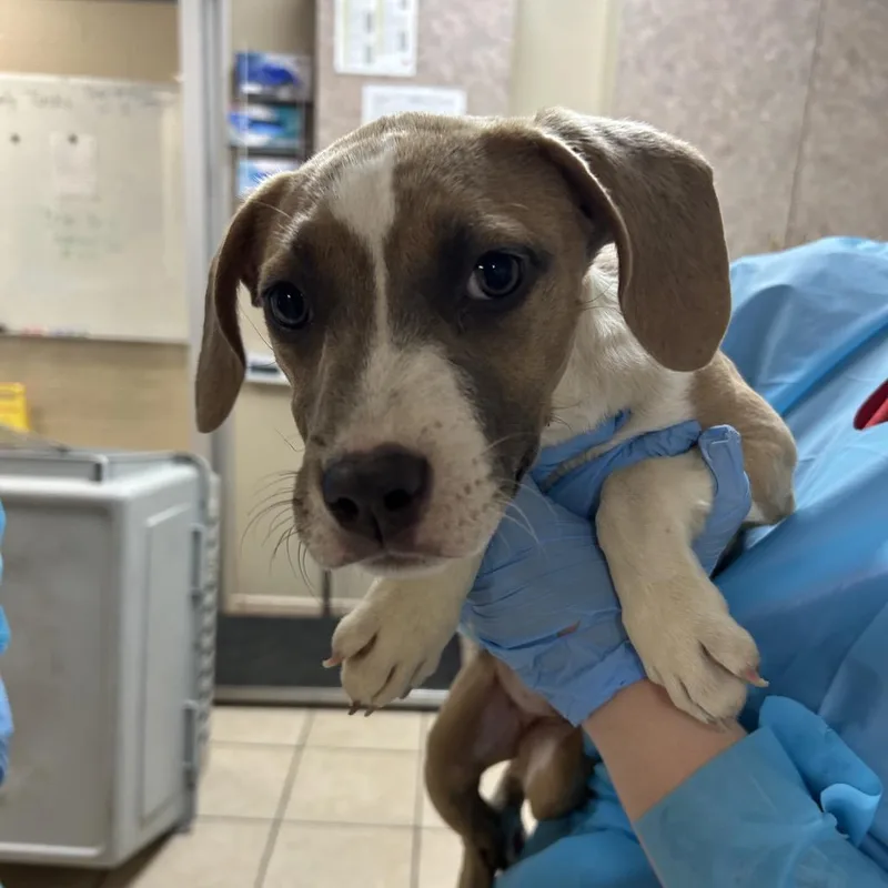 A baby small-sized female Yellow / Tan / Blond / Fawn Pit Bull Terrier dog named Dempsey for adoption in Birmingham, AL