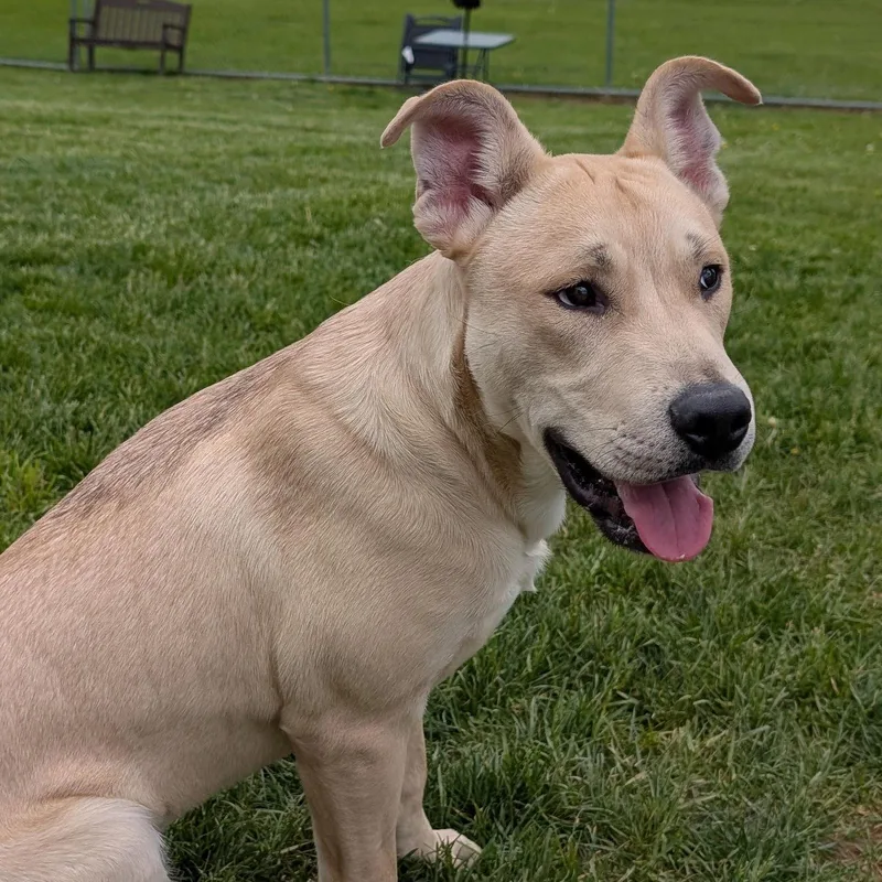 A young large-sized male Labrador Retriever dog named Pound Dog Linus  for adoption in Rootstown, OH