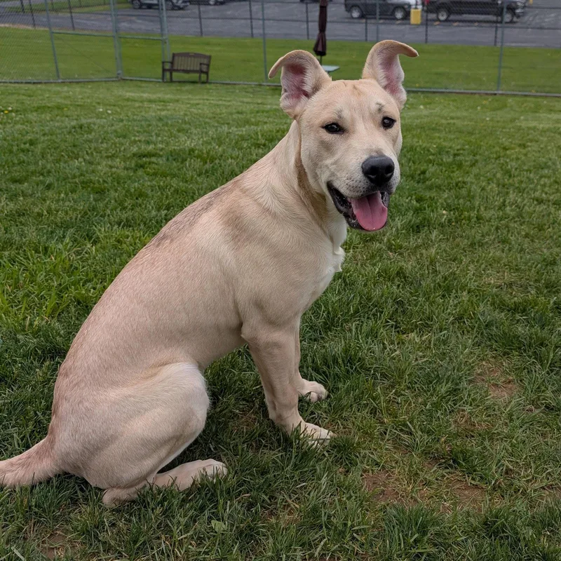 Pound Dog Linus  thumbnail 3
