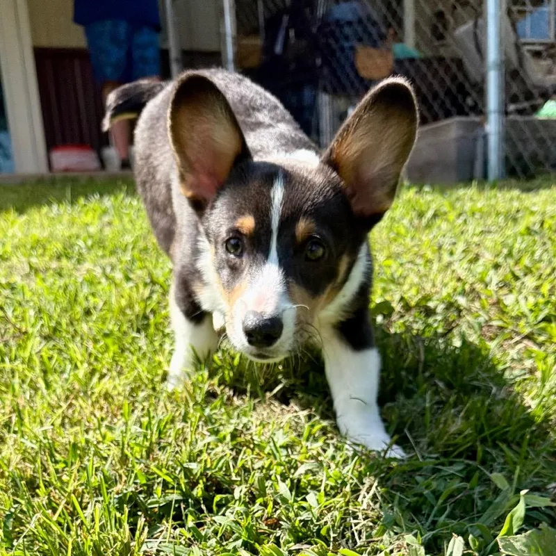 A baby small-sized male Black Corgi dog named Whaterburger  Missouri for adoption in Peyton, CO