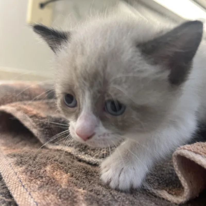A baby small-sized female White Domestic Short Hair cat named Soprano for adoption in Auburn, AL