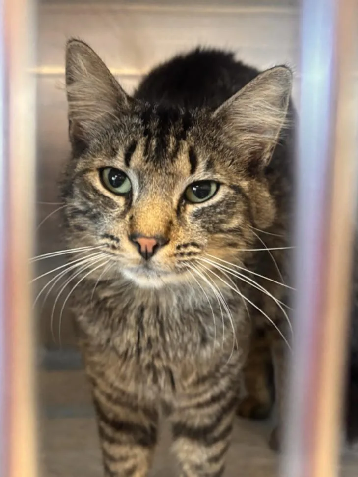 An adult medium-sized male Domestic Short Hair cat named Louie for adoption in Olivehurst, CA