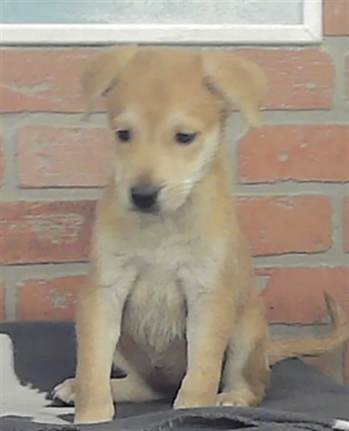 A baby small-sized female Labrador Retriever dog named Lilly for adoption in Houston, TX