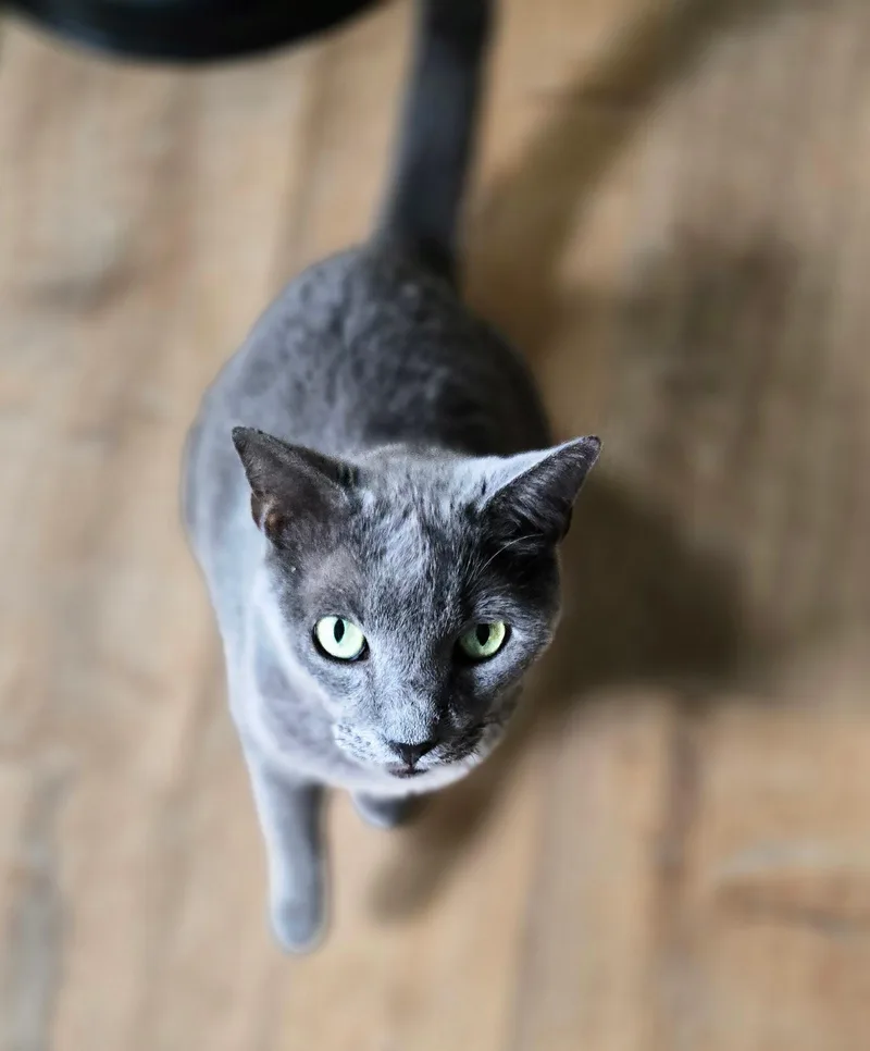 A senior medium-sized male Gray / Blue / Silver Domestic Short Hair cat named Gatsby for adoption in Wells, ME