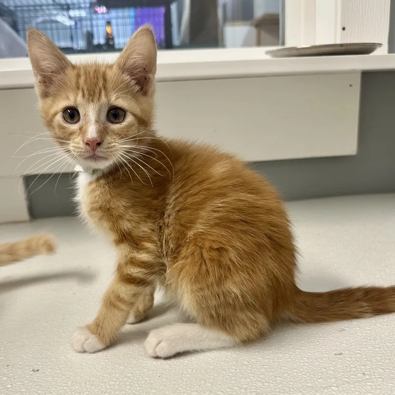 A baby small-sized male Orange / Red Domestic Short Hair cat named Congo KC for adoption in Union, MO