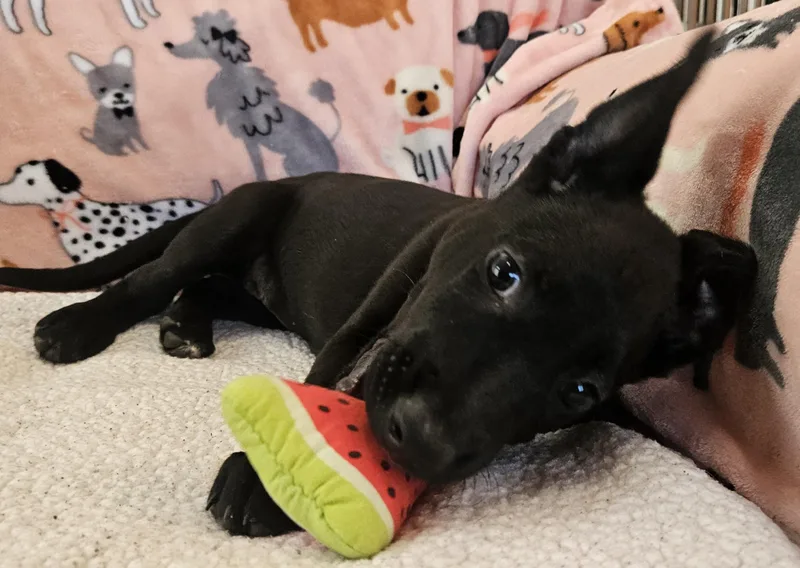 A baby medium-sized female Black Labrador Retriever dog named Maya for adoption in Galt, CA