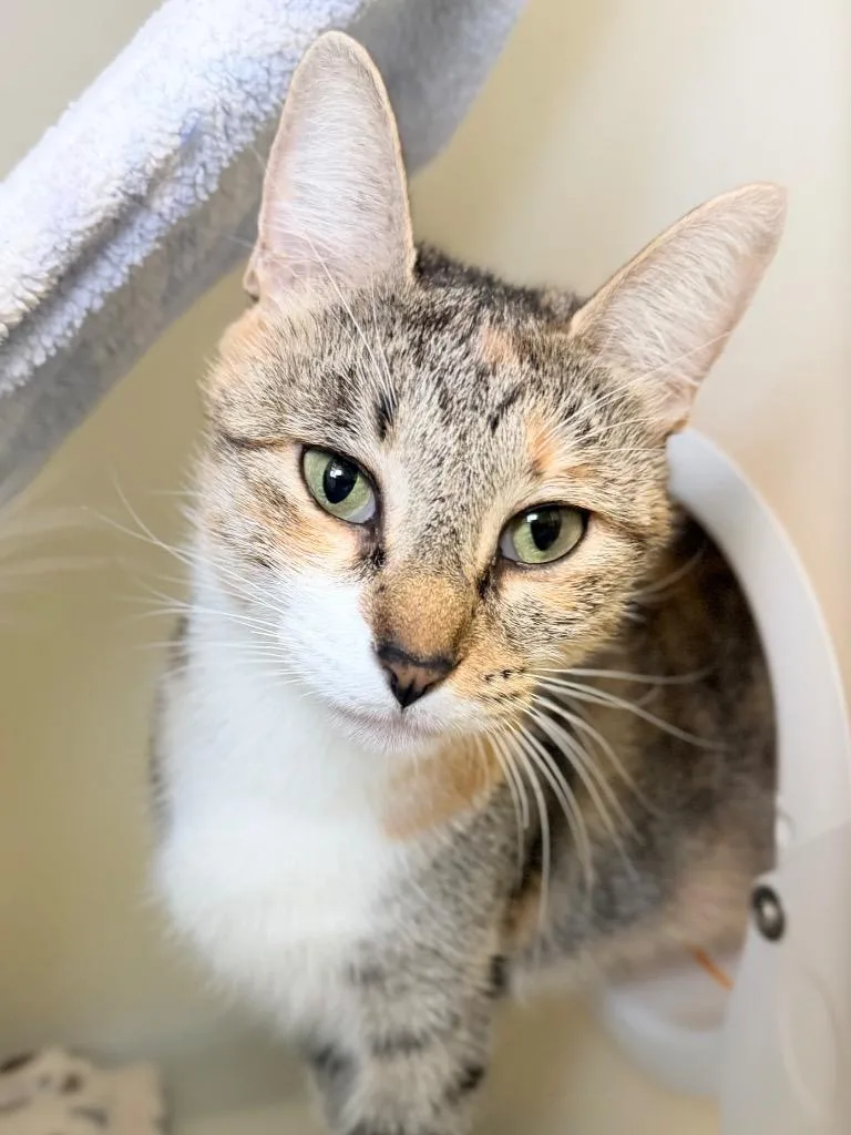 An adult medium-sized female Domestic Short Hair cat named Mrs. Gump for adoption in Menomonie, WI