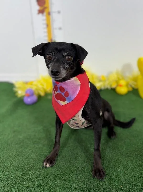 A young small-sized female Black Chihuahua dog named Susy for adoption in Carlsbad, CA