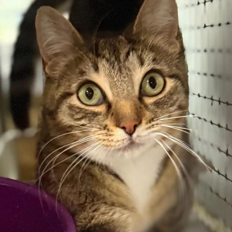A young medium-sized female Tabby (Buff / Tan / Fawn) Domestic Short Hair cat named Wandela N.  Sweet for adoption in New York, NY