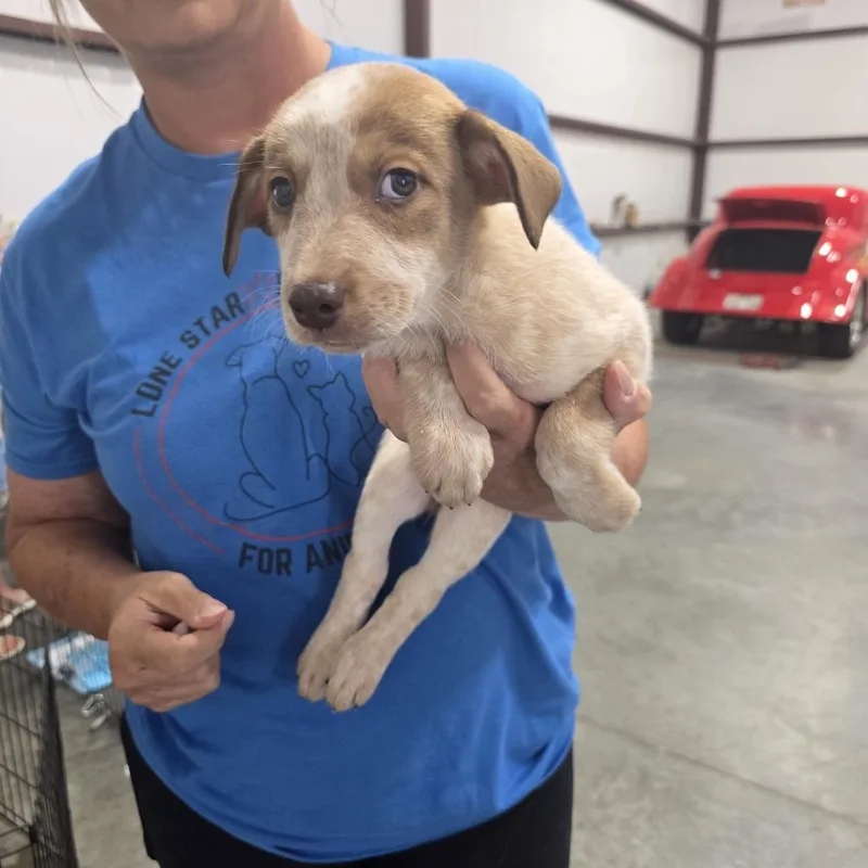 A baby medium-sized female Husky dog named Chili for adoption in Midland, TX