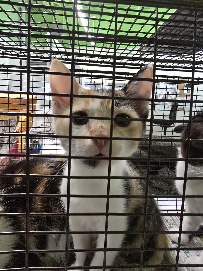 A baby small-sized female Domestic Short Hair cat named Lilly for adoption in Los Angeles, CA