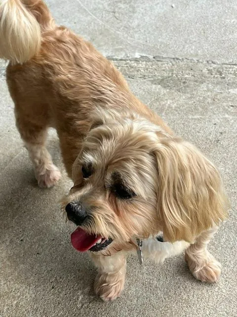 Snickers