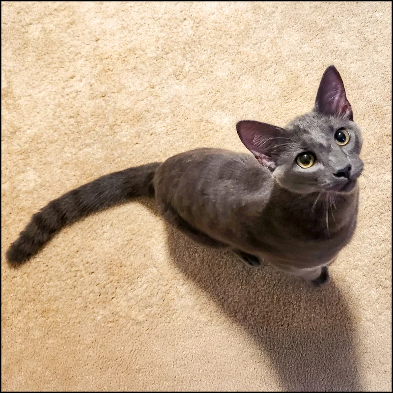 An adult medium-sized male Gray / Blue / Silver Domestic Short Hair cat named Nemo for adoption in Roswell, GA