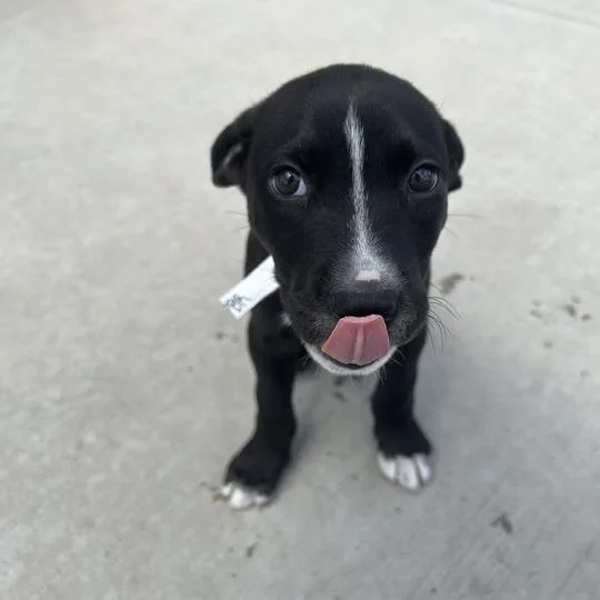 A baby small-sized male Black Pit Bull Terrier dog named Pabst Blue Ribbon for adoption in Matteson, IL