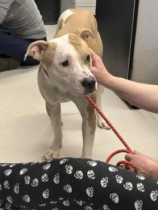 An adult large-sized female Mixed Breed dog named Harley for adoption in Clarks Summit, PA