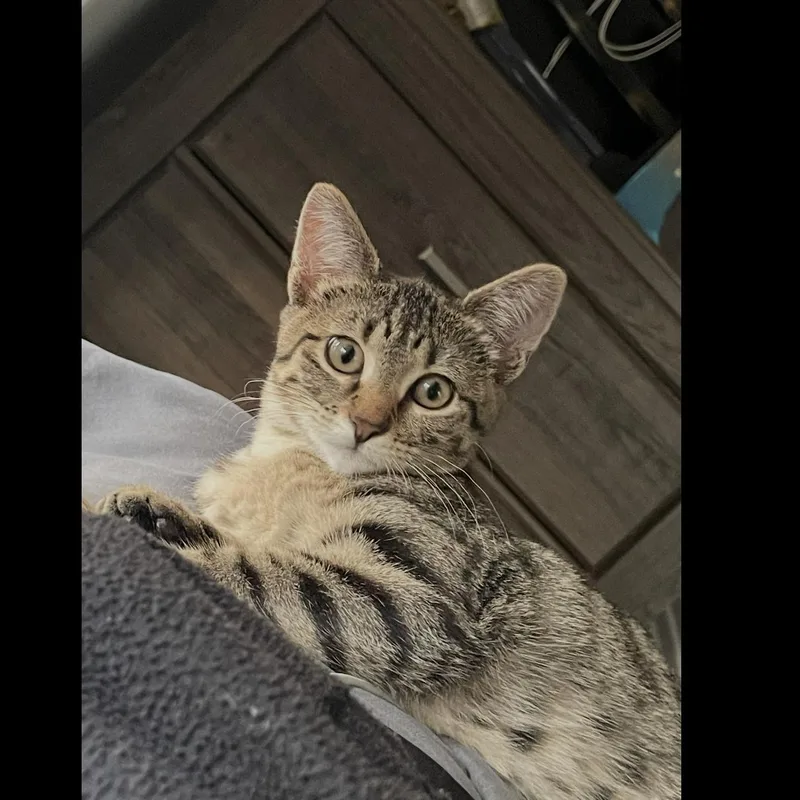 A baby medium-sized female Tabby (Buff / Tan / Fawn) Domestic Short Hair cat named Sansa for adoption in Omaha, NE