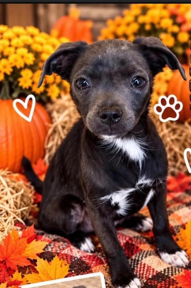 A baby medium-sized female Chihuahua dog named Jaz for adoption in Heber City, UT