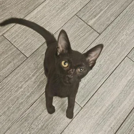 A baby small-sized female Black Domestic Short Hair cat named Honey Bee for adoption in Jacksonville, FL