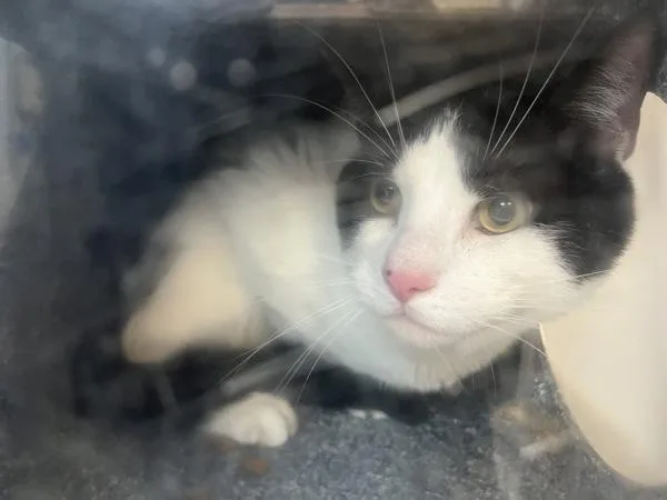 An adult medium-sized male Domestic Short Hair cat named Princely for adoption in New York, NY