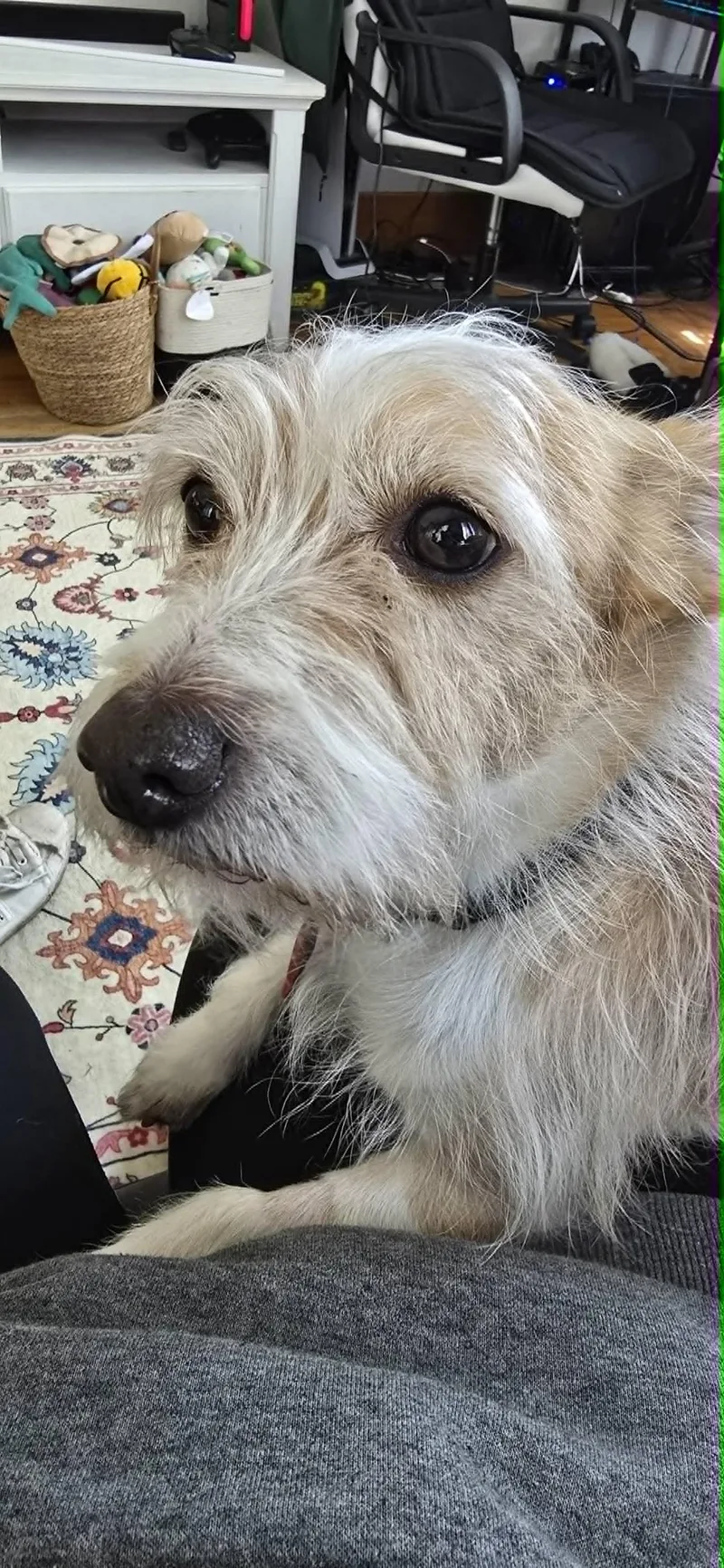 Buster thumbnail 3