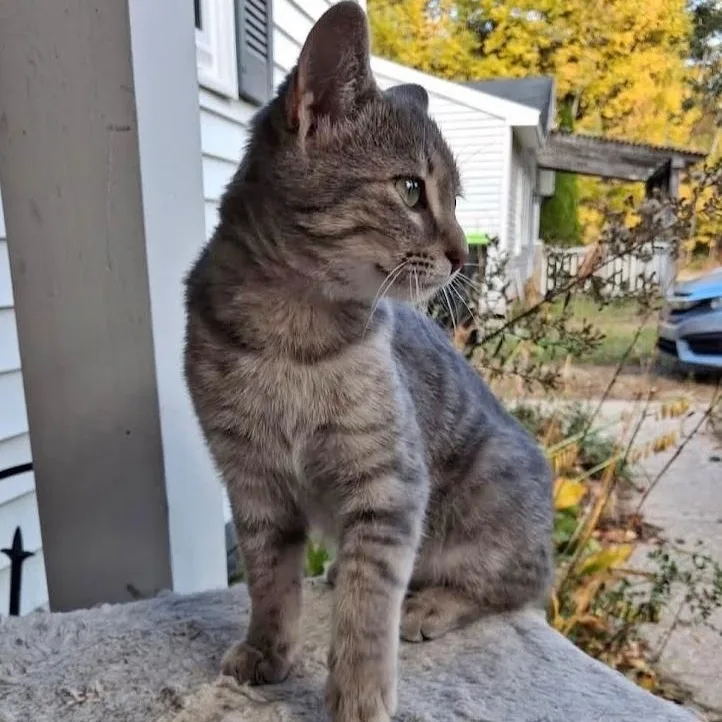 A baby medium-sized female Gray / Blue / Silver Tabby cat named Boba for adoption in Traverse City, MI