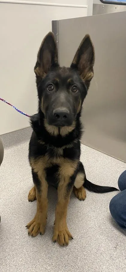 A young large-sized male German Shepherd Dog dog named Ryder for adoption in Roseville, CA