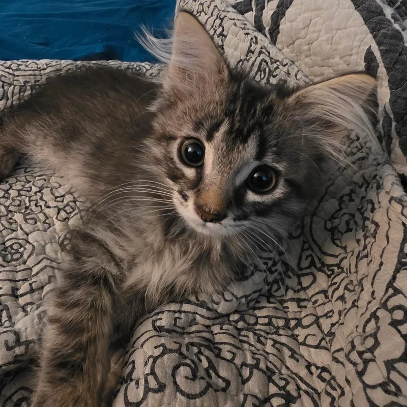 A baby small-sized male Gray / Blue / Silver Domestic Short Hair cat named Cinnamon Toast Crunch for adoption in Grantsville, UT