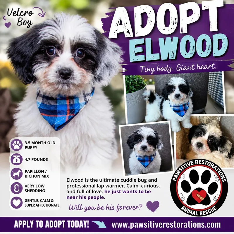 Elwood thumbnail 3