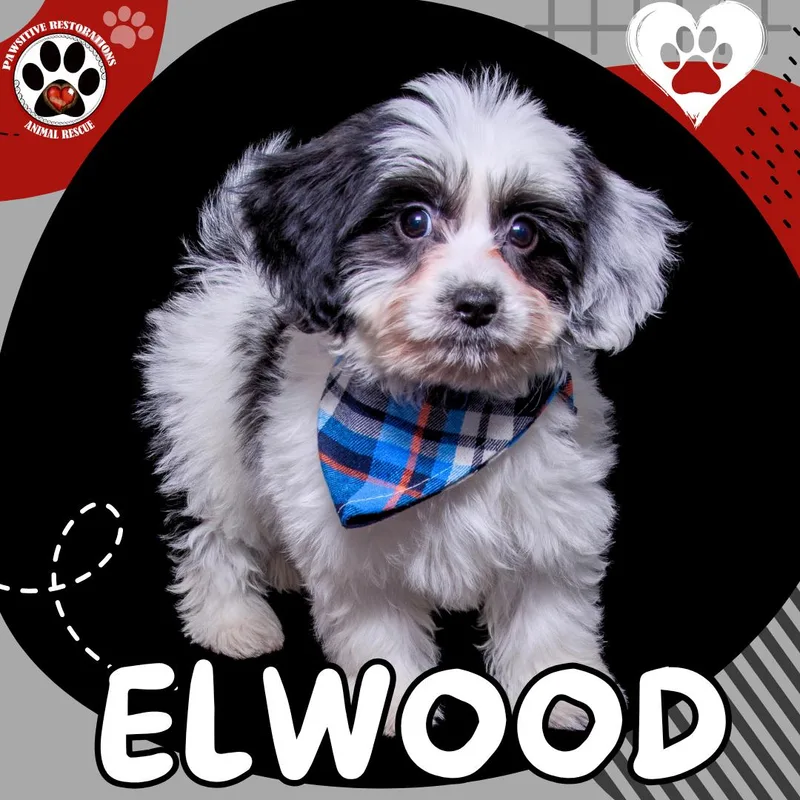 Elwood thumbnail 4
